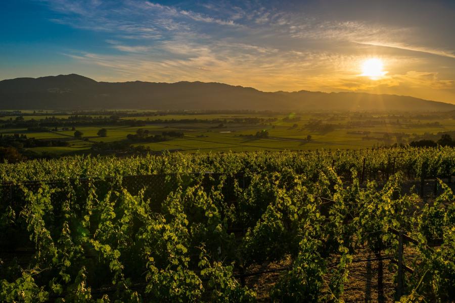 50 Years of the Napa Valley Agricultural Preserve