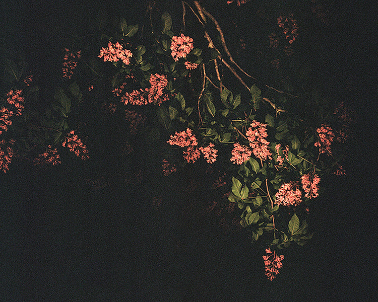 Allison Watkins: Reilluminate