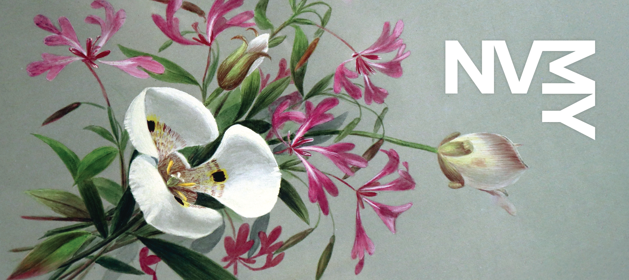 Sophie Alstrom Mitchell: Wildflowers of the Napa Valley – Napa