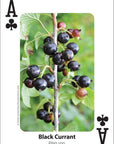 Foraging Playing Cards
