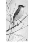 Field Book of Wild Birds and Their Music