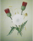 Sophie Mitchell - Red Thistle Blank Card