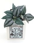 Disney's Alice in Wonderland Planter