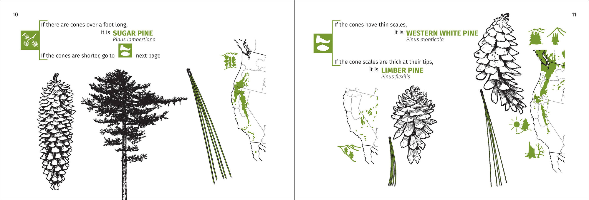 Pacific Coast Tree Finder