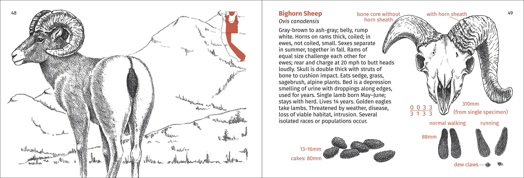 Pacific Coast Mammal Finder 2nd Edition