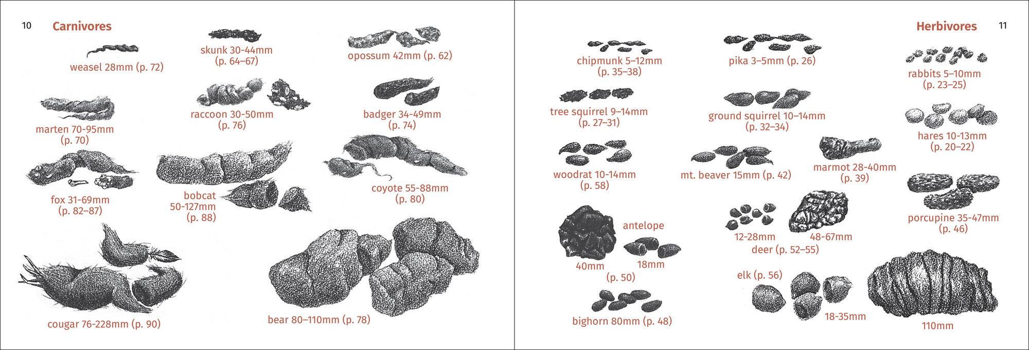 Pacific Coast Mammal Finder 2nd Edition