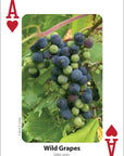 Foraging Playing Cards