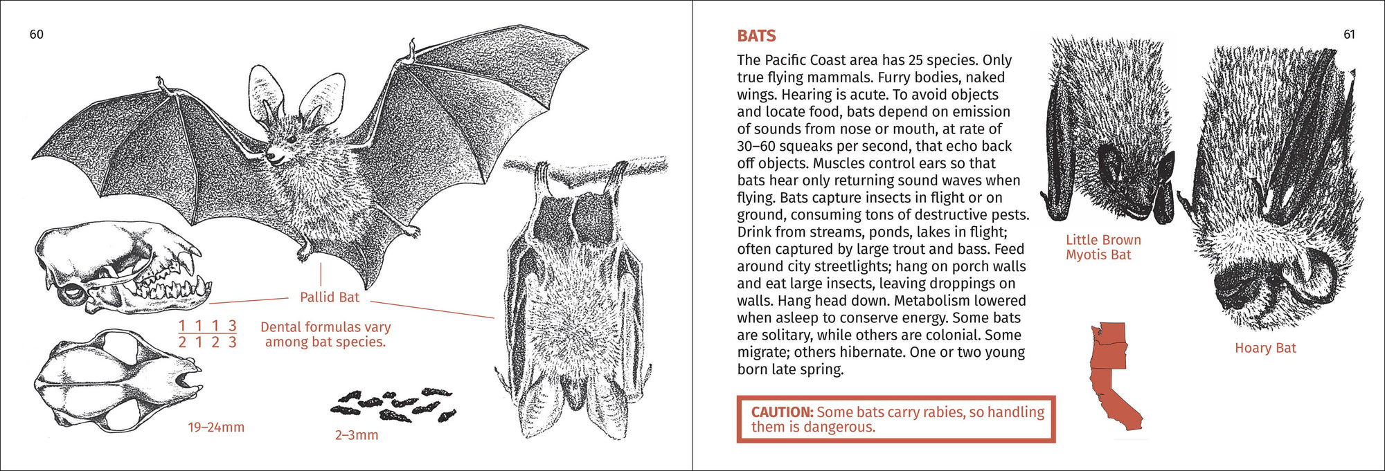 Pacific Coast Mammal Finder 2nd Edition