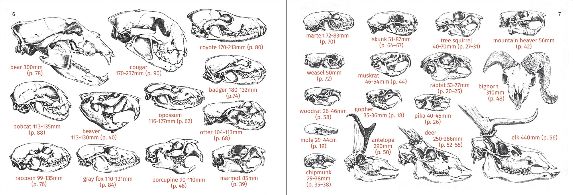 Pacific Coast Mammal Finder 2nd Edition