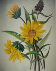 Sophie Mitchel - Mule's Ear Blank Card