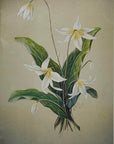 Sophie Mitchell - Trout Lily Blank Card