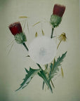 Sophie Mitchell - Red Thistle Blank Card