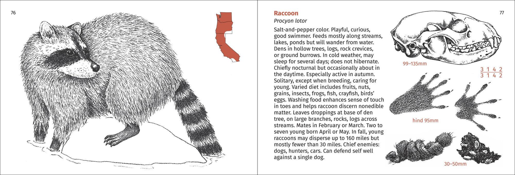 Pacific Coast Mammal Finder 2nd Edition