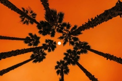 Orange Sky. Napa Valley Fires.