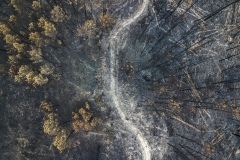 Aerial view of ravaged forests. Wine Country Fires. 2017.