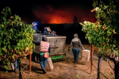 October 17. Vineyard workers persist through harvest season. Wine Country Fires. 2017.