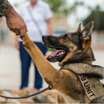 Warrior Dogs: Honoring the Service & Sacrifice of America’s Four-Legged Fighters