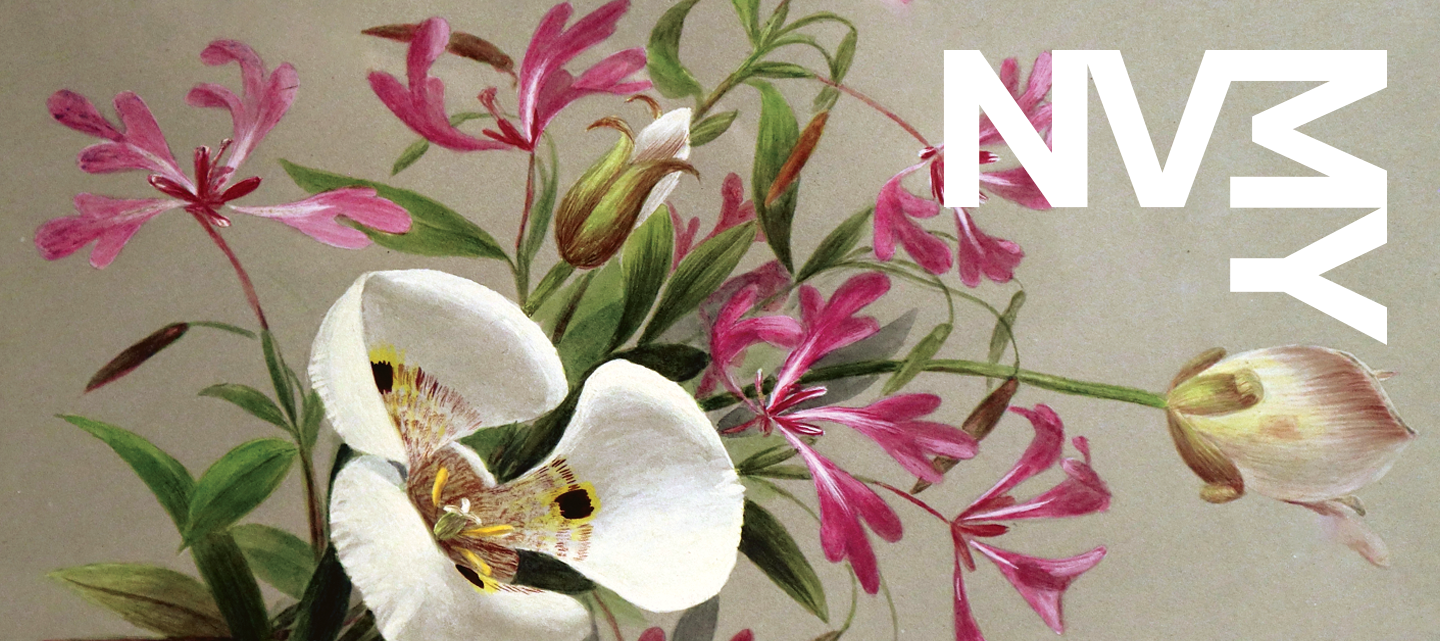 Creamy Mariposa Lily and Red Ribbons by Sophie Alstrom Mitchell